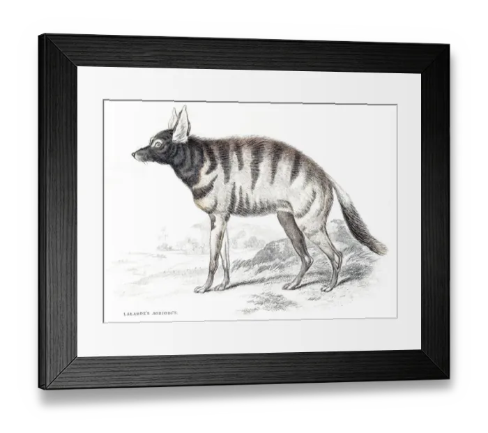 Framed Print : Red fox engraving 1840 Framed Print : Red fox engraving 1840