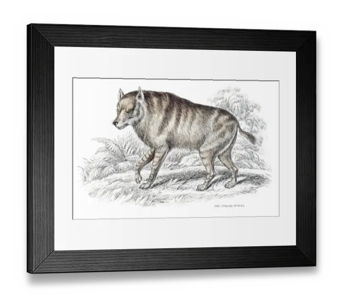 Framed Print : Strand hyena engraving 1840 Framed Print : Strand hyena engraving 1840