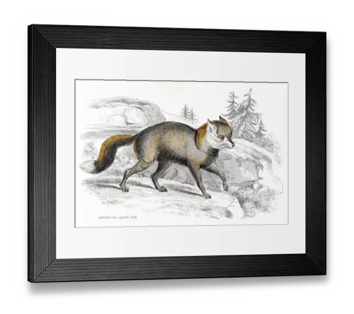 Framed Print : American fox engraving 1840 Framed Print : American fox engraving 1840