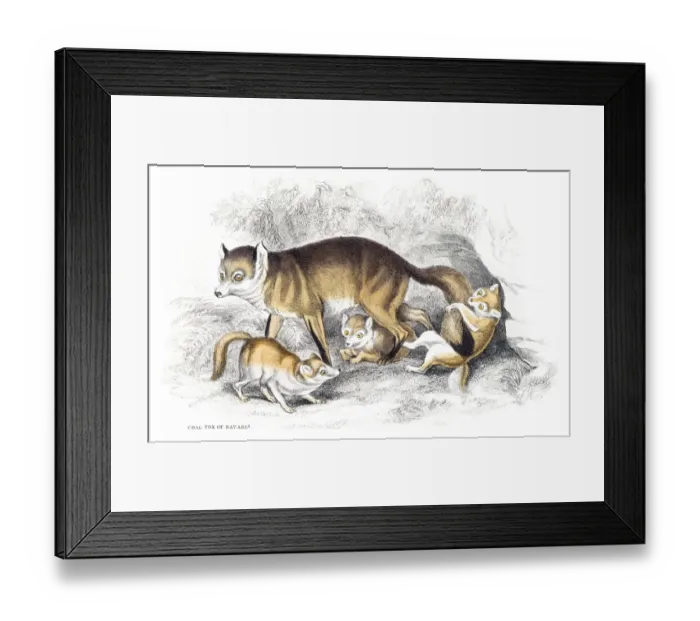 Framed Print : Red fox engraving 1840 Framed Print : Red fox engraving 1840