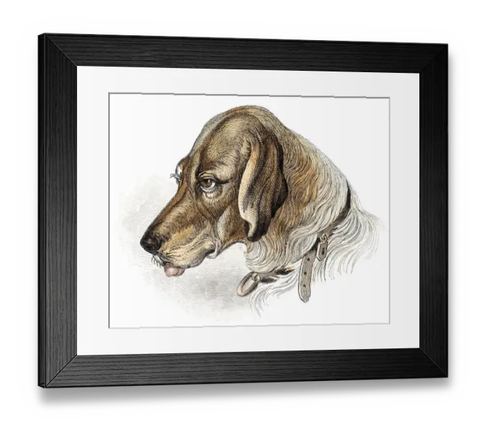 Framed Print : Blood hound dog engraving 1840 Framed Print : Blood hound dog engraving 1840
