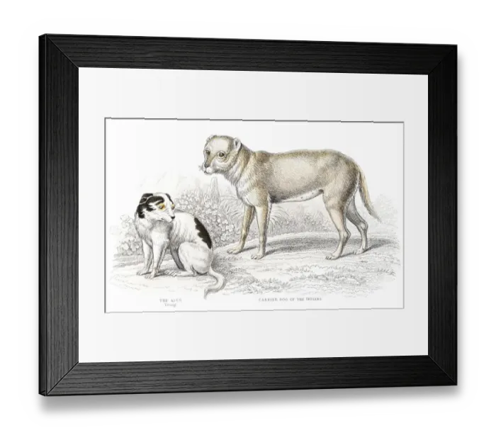 Framed Print : Indian carrier dog engraving Framed Print : Indian carrier dog engraving