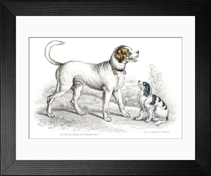 Framed Print : St. Bernard and King Charles Spaniel engraving