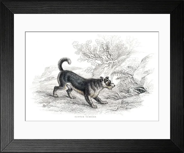 Framed Print : Old Scotch Terrier engraving 1840 Framed Print : Old Scotch Terrier engraving 1840