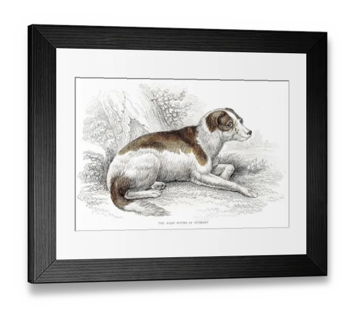 Framed Print : Boar hound dog engraving 1840