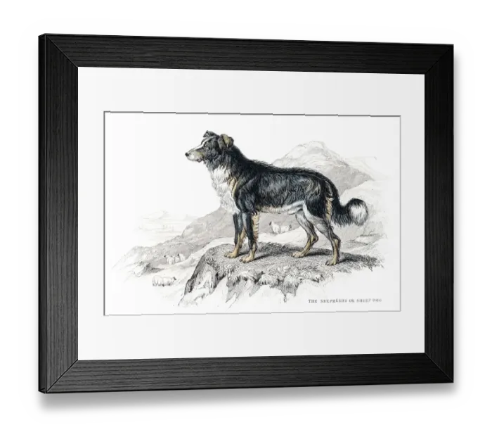 Framed Print : Shepherd dog engraving 1840 Framed Print : Shepherd dog engraving 1840