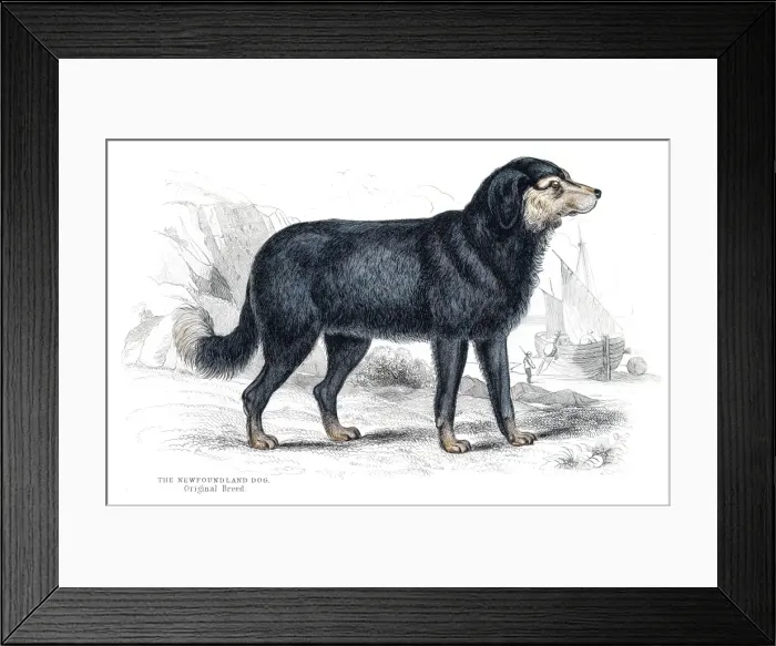 Framed Print : Newfoundland dog engraving 1840 Framed Print : Newfoundland dog engraving 1840