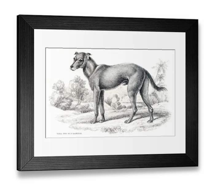 Framed Print : Santo Domingo feral dog engraving 1840 Framed Print : Santo Domingo feral dog engraving 1840