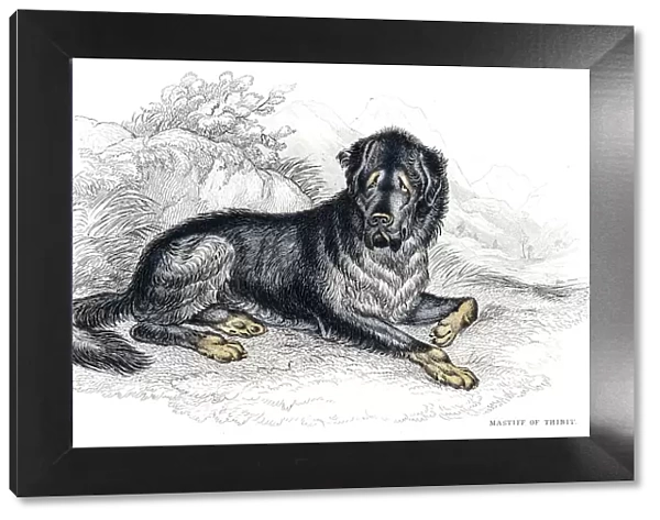 Tibetan Mastiff engraving 1840