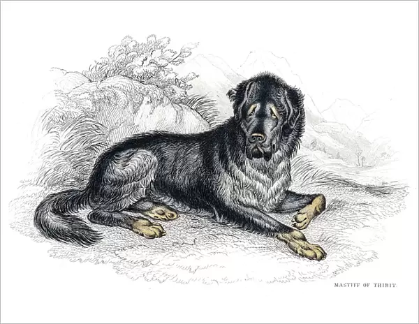 Tibetan Mastiff engraving 1840