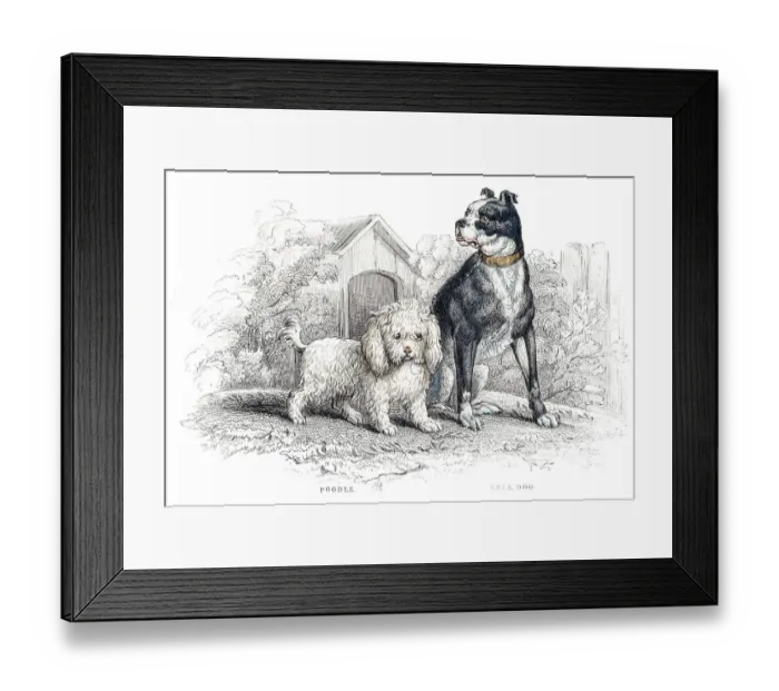 Framed Print : Poodle and Bulldog engraving 1840 Framed Print : Poodle and Bulldog engraving 1840