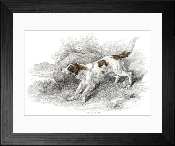 Framed Print : Setter dog engraving 1840 Framed Print : Setter dog engraving 1840