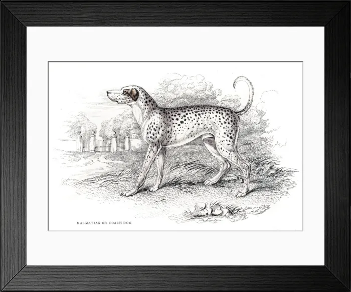 Framed Print : Dalmatian dog engraving 1840 Framed Print : Dalmatian dog engraving 1840