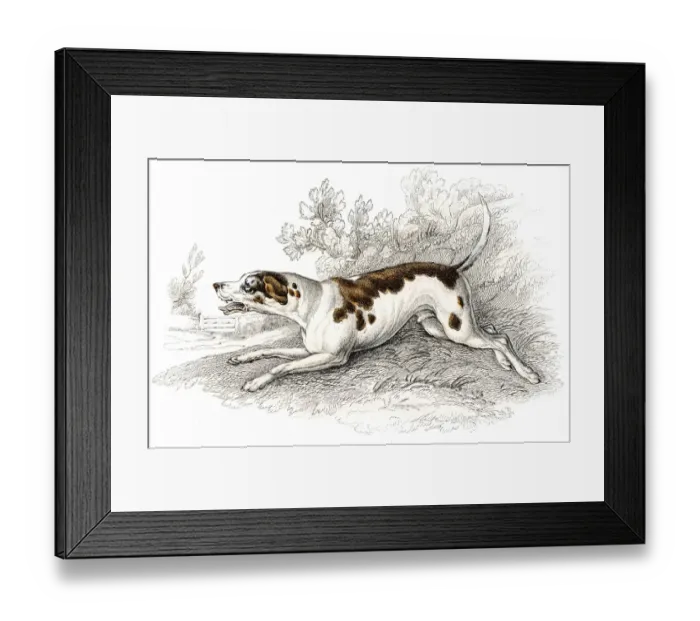 Framed Print : Fox hound engraving 1840 Framed Print : Fox hound engraving 1840