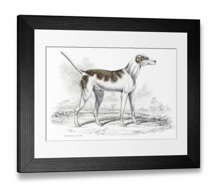 Framed Print : Oriental hound engraving 1840 Framed Print : Oriental hound engraving 1840