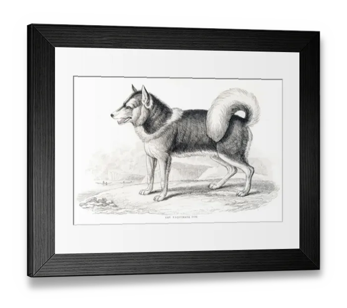 Framed Print : Eskimo dog engraving 1840 Framed Print : Eskimo dog engraving 1840