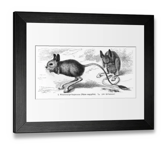 Framed Print : Jerboas engraving 1896 Framed Print : Jerboas engraving 1896