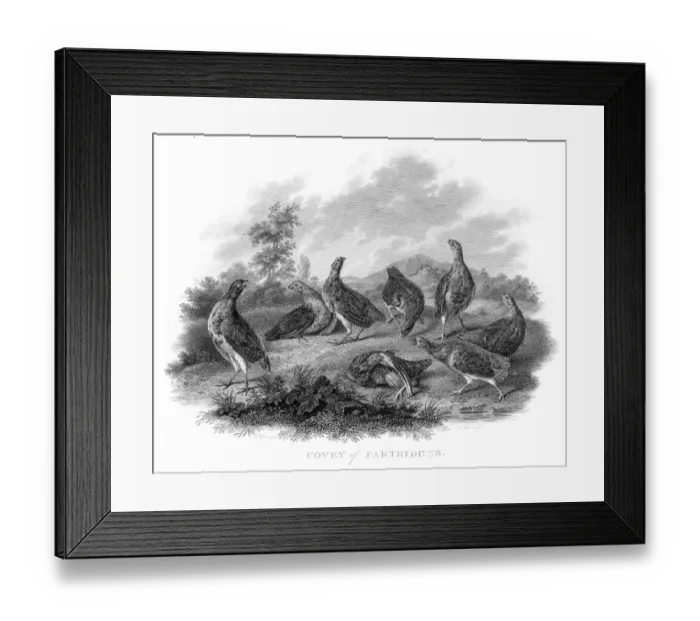 Framed Print : Partridges engraving 1802 Framed Print : Partridges engraving 1802