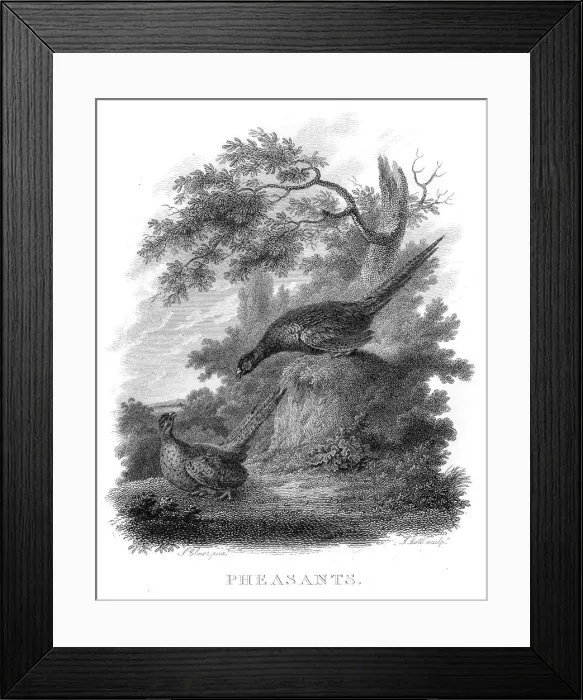Framed Print : Pheasants engraving 1802 Framed Print : Pheasants engraving 1802