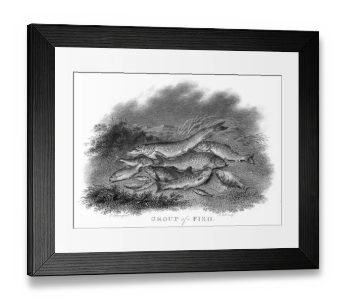 Framed Print : Group of fish engraving 1802 Framed Print : Group of fish engraving 1802