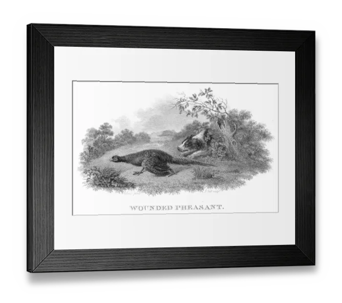 Framed Print : Wounded pheasant engraving 1802 Framed Print : Wounded pheasant engraving 1802