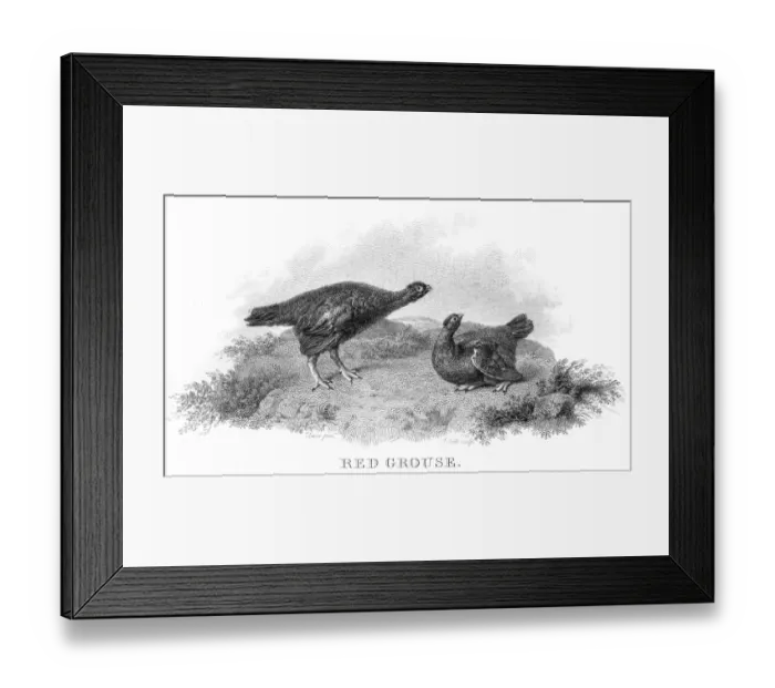 Framed Print : Red grouse engraving 1802 Framed Print : Red grouse engraving 1802