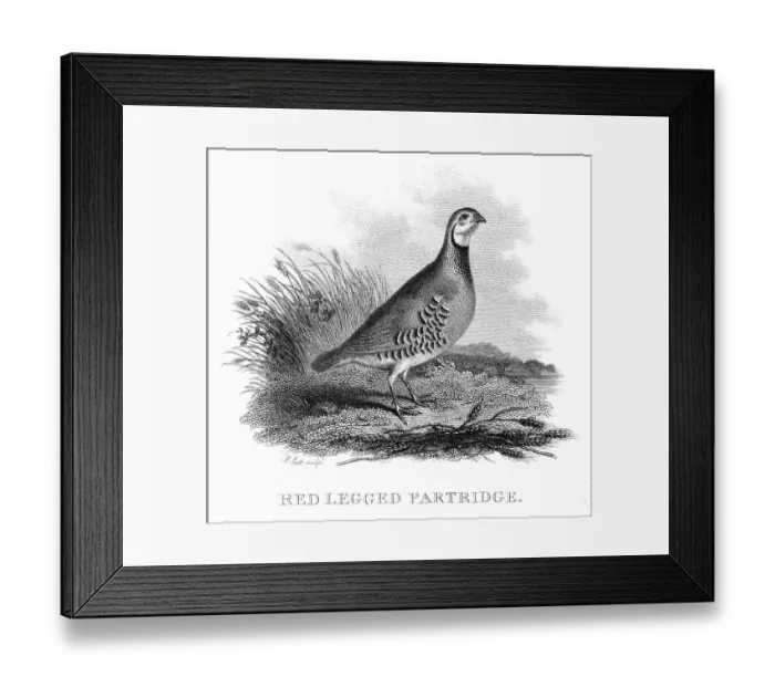 Framed Print : Red legged Partridge engraving 1802 Framed Print : Red legged Partridge engraving 1802
