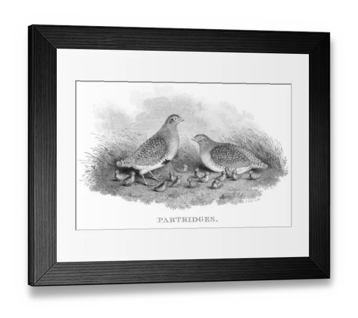 Framed Print : Partridges engraving 1802