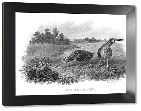 Woodcocks engraving 1802