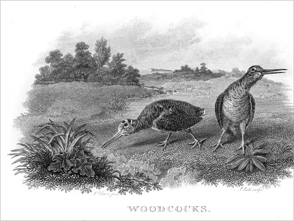 Woodcocks engraving 1802