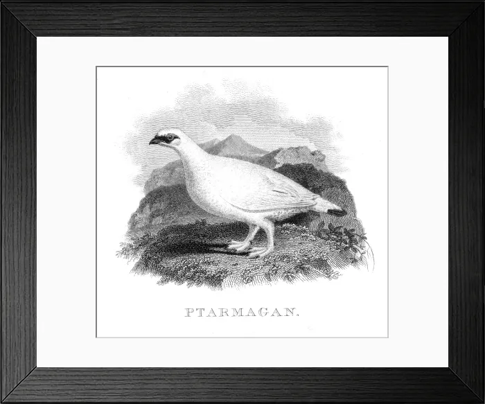 Framed Print : Ptarmigan bird engraving 1802