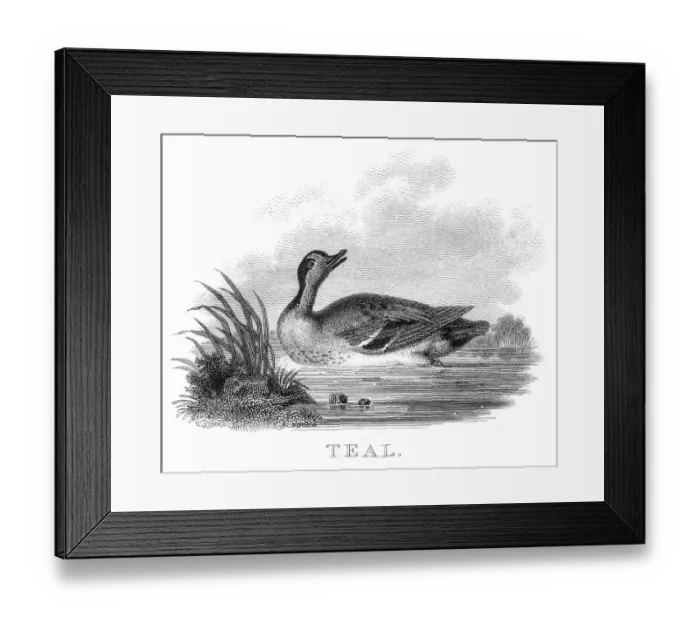 Framed Print : British teal duck engraving 1802 Framed Print : British teal duck engraving 1802