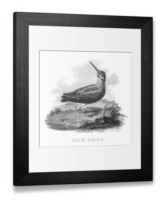 Framed Print : Jack snipe bird engraving 1802 Framed Print : Jack snipe bird engraving 1802