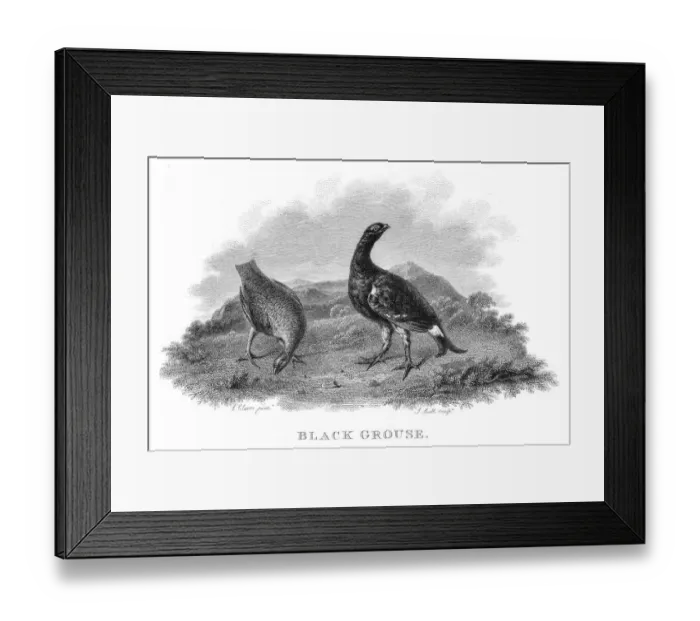 Framed Print : Black grouse engraving 1802 Framed Print : Black grouse engraving 1802