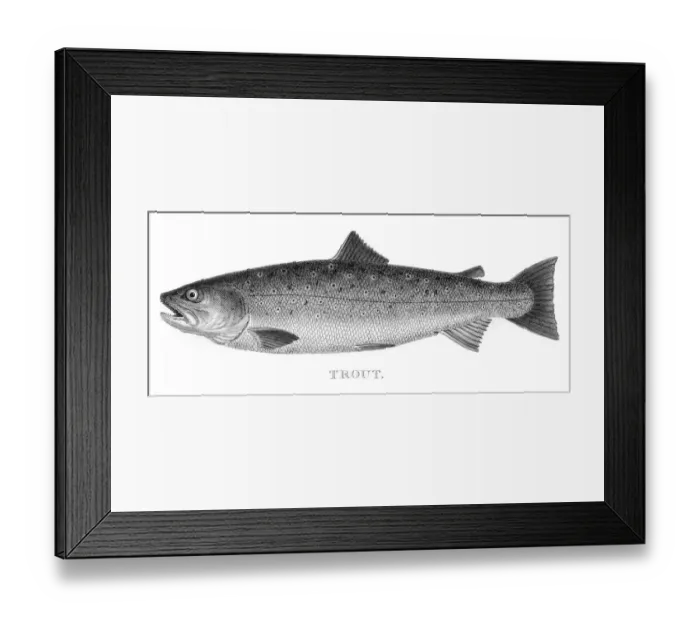 Framed Print : Trout engraving 1802 Framed Print : Trout engraving 1802