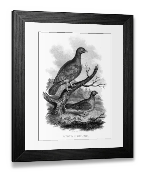 Framed Print : Wood grouse engraving 1802 Framed Print : Wood grouse engraving 1802