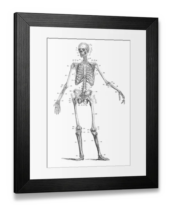 Framed Print : Human skeleton engraving 1875 Framed Print : Human skeleton engraving 1875