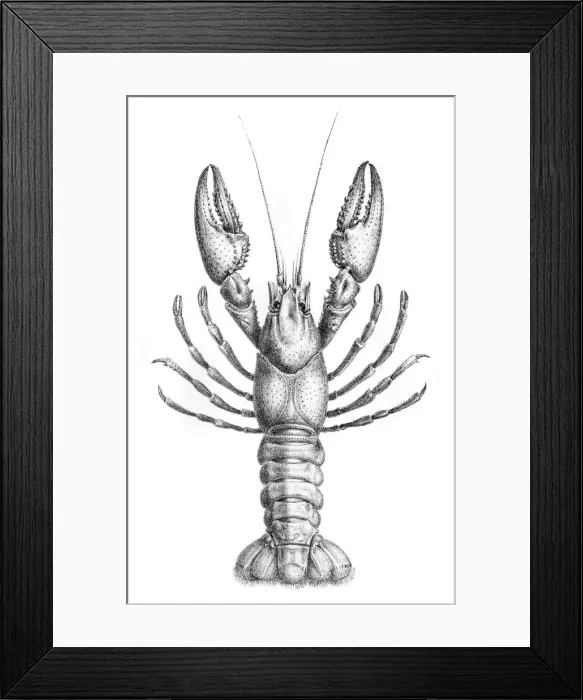 Framed Print : Crawfish engraving 1870 Framed Print : Crawfish engraving 1870