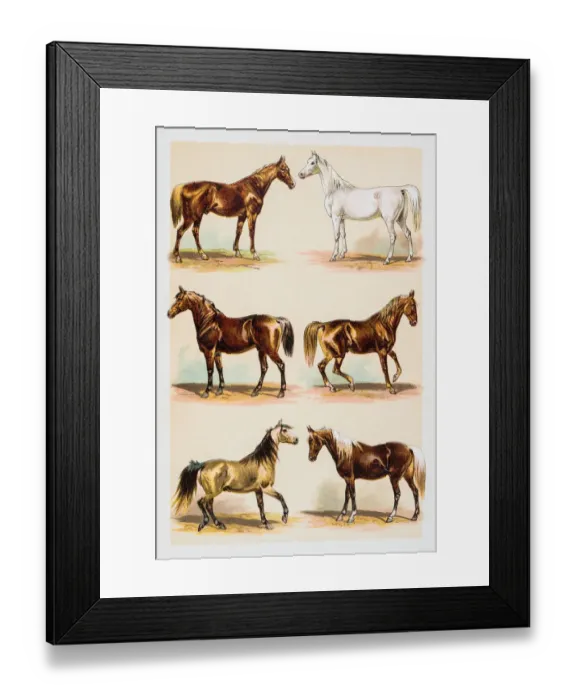 Framed Print : Horses illustration engraving 1882 Framed Print : Horses illustration engraving 1882