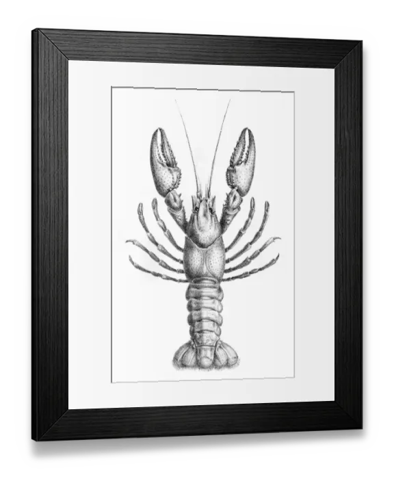 Framed Print : Astacidae Crawfish engraving 1870 Framed Print : Astacidae Crawfish engraving 1870