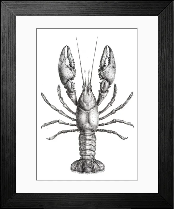 Framed Print : Freshwater lobster engraving 1870