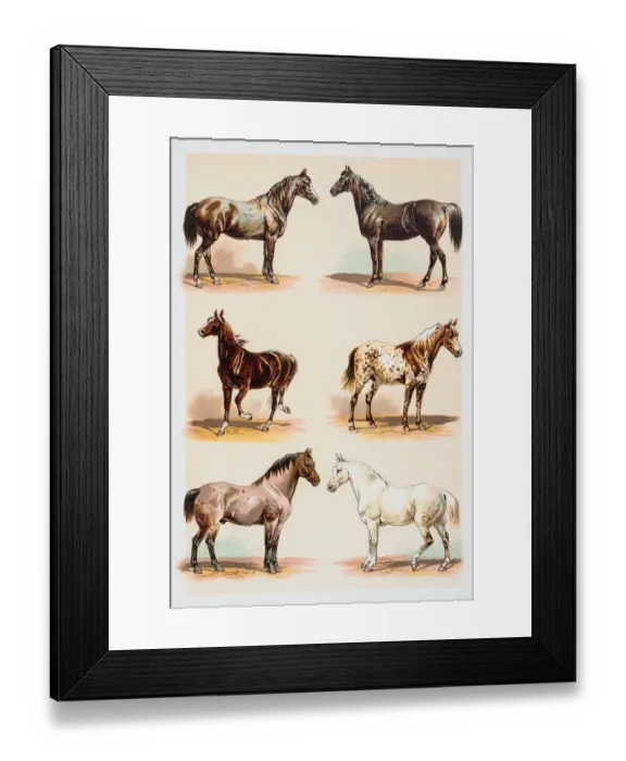 Framed Print : Horse breeds engraving 1882 Framed Print : Horse breeds engraving 1882