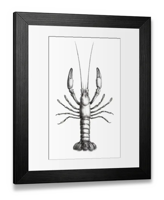 Framed Print : Astacidae Crawfish engraving 1870