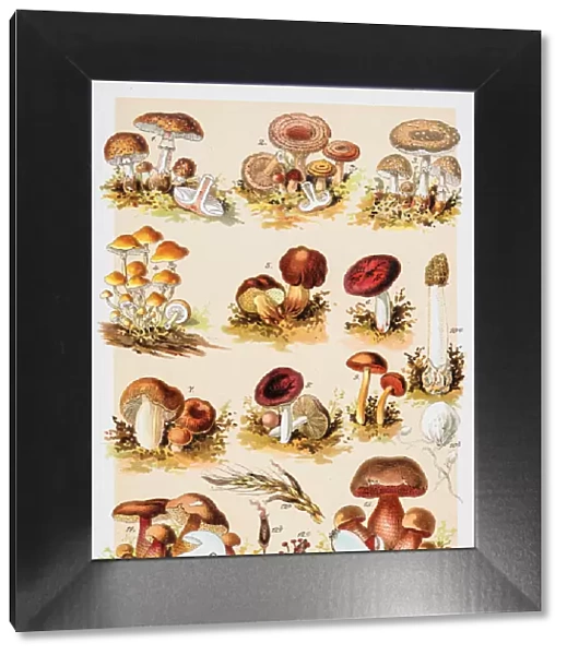Poisonous Mushrooms Chromolithograph 1884