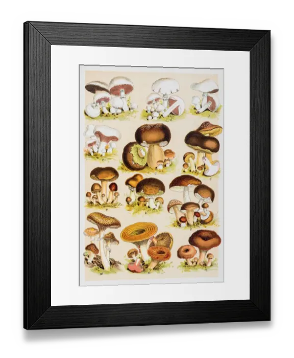 Framed Print : Edible Mushrooms Antique Chromolithograph 1884 Framed Print : Edible Mushrooms Antique Chromolithograph 1884