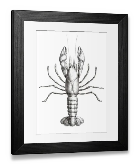 Framed Print : Crawfish engraving 1870 Framed Print : Crawfish engraving 1870