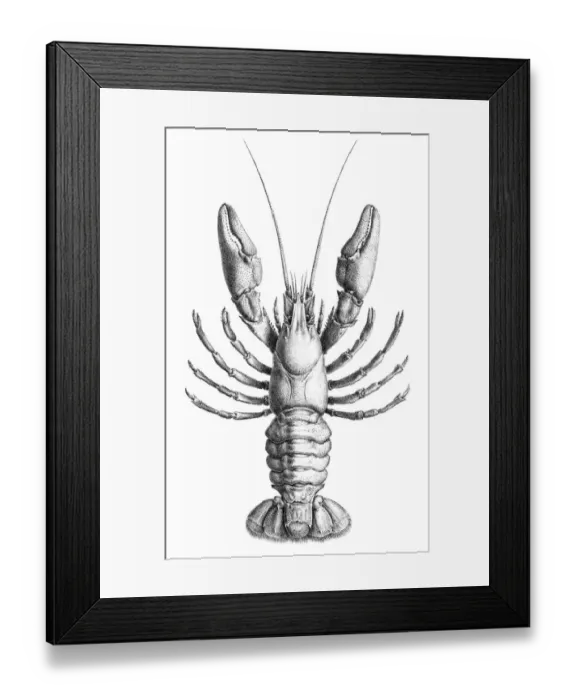 Framed Print : Freswater Lobster engraving 1870 Framed Print : Freswater Lobster engraving 1870