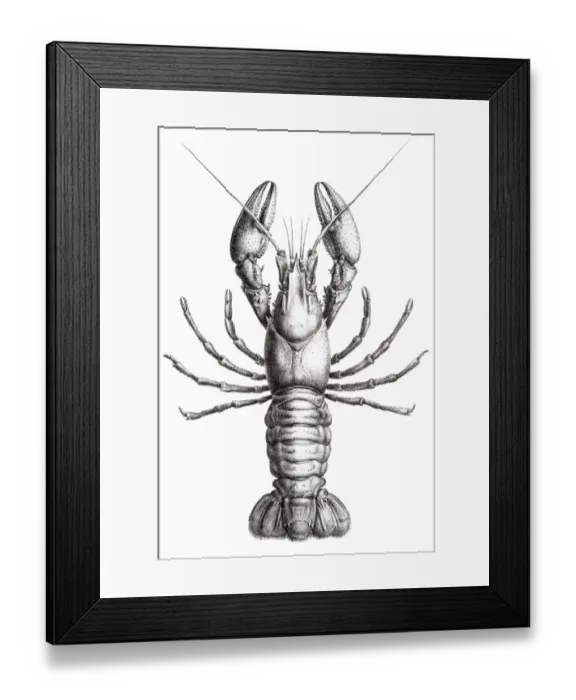 Framed Print : Astacidae Crawfish engraving 1870 Framed Print : Astacidae Crawfish engraving 1870