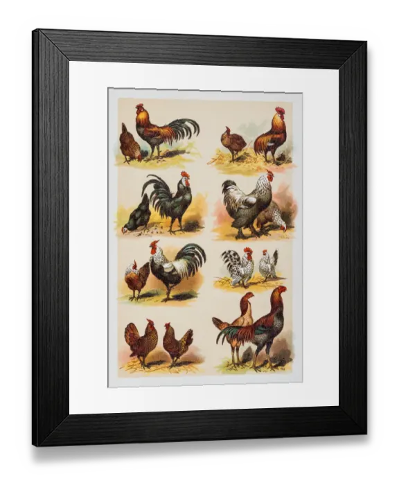 Framed Print : Chicken and Rooster engraving 1882 Framed Print : Chicken and Rooster engraving 1882
