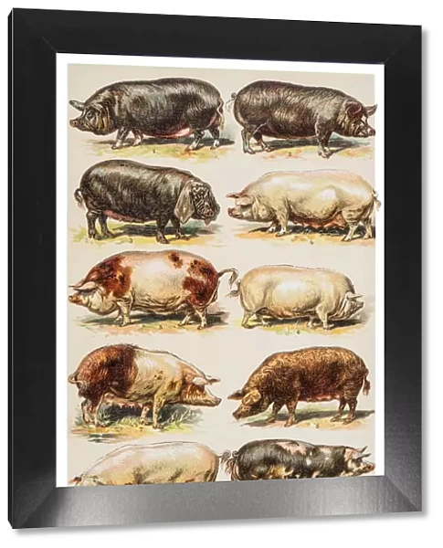 Pigs breeds engraving 1882